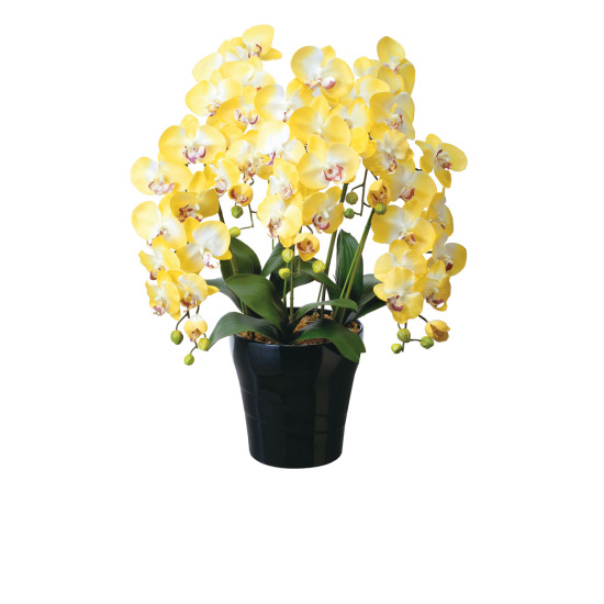 光触媒 人工観葉植物 造花 クイーン胡蝶蘭5本立Y (高さ74cm)