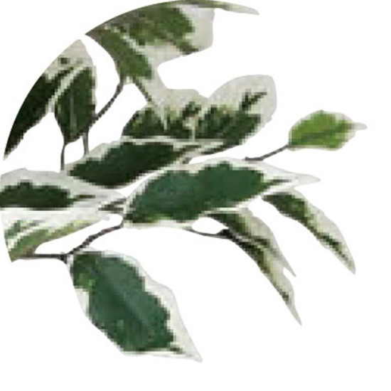 光触媒 人工観葉植物 ベンジャミンツリー斑入り 1.6 (高さ160cm