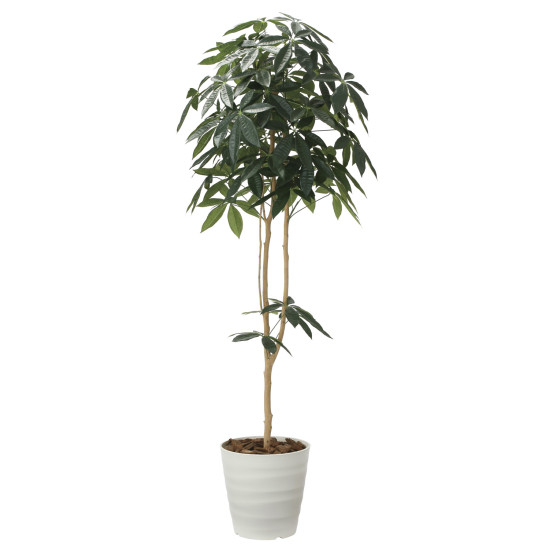 光触媒 人工観葉植物 デザインパキラ1.8 (高さ180cm)