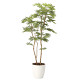 光触媒 人工観葉植物 ねむの木1.8(ポリ製) (高さ180cm)