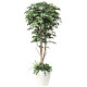 光触媒 人工観葉植物 フィカスベンジャミン1.8植栽付  (高さ180cm)