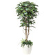 光触媒 人工観葉植物 造花 フィカスベンジャミン1.8植栽付  (高さ180cm)