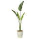 【送料無料】オーガスタM1.6(ポリ製) (屋外用人工観葉植物) 高さ160cm ※光触媒ではありません (903A250)