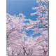 【2025年春商品】バックスクリーンシート 桜 (No177-03_09)