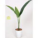 光触媒 人工観葉植物 造花 トラベラーズパーム 1.1 (高さ110cm)