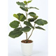 光触媒 人工観葉植物 造花 ウンベラ―タ80 (高さ80cm)