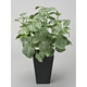 光触媒 人工観葉植物 造花 フィットニア(フロック加工) (高さ43cm)