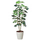 光触媒 人工観葉植物 造花 カポック斑入り1.5 (高さ150cm)