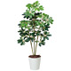 光触媒 人工観葉植物 造花 カポック斑入り1.2 (高さ120cm)