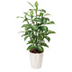 光触媒 人工観葉植物 造花 ディフェンバキア1.1 (高さ110cm)