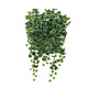 壁面緑化斑入アイビー (人工観葉植物) 高さ65cm 光触媒機能付 (441C70)