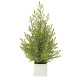 光触媒 人工観葉植物 造花 ミニゴールドクレスト(ポリ製) (高さ31cm)