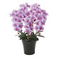 光触媒 人工観葉植物 造花 クイーン胡蝶蘭5本立L (高さ74cm)