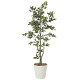 光触媒 人工観葉植物 造花 フィカスツリ―1.8 (高さ180cm)