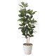 光触媒 人工観葉植物 ゴムの木1.6 (高さ160cm)