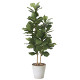 光触媒 人工観葉植物 造花 カシワバゴム1.6 (高さ160cm)