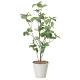 光触媒 人工観葉植物 造花 サラサドウダン90 (高さ90cm)