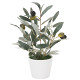光触媒 人工観葉植物 造花 ミニオリ―ブ (高さ30cm)
