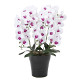 光触媒 人工観葉植物 造花 フレッシュ胡蝶蘭  5本立W/L (高さ72cm)