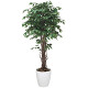 光触媒 人工観葉植物 造花 ベンジャミンリアナ 1.8 (高さ180cm)
