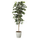 光触媒 人工観葉植物 造花 ベンジャミン1.8 (高さ180cm)