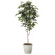 光触媒 人工観葉植物 ベンジャミン1.6 (高さ160cm)