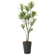 光触媒 人工観葉植物 造花 フレッシュドラセナ1.8 (高さ180cm)
