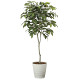 光触媒 人工観葉植物 造花 コーヒーツリー1.8 (高さ180cm)