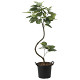 光触媒 人工観葉植物 造花 インテリアウンベラータ1.65 (高さ165cm)