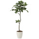 光触媒 人工観葉植物 造花 ベンガル菩提樹1.35 (高さ135cm)