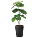光触媒 人工観葉植物 造花 フレッシュウンベラータ1.0 (高さ100cm)