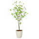 光触媒 人工観葉植物 造花 クロモジ1.2 (高さ120cm)