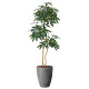 光触媒 人工観葉植物 造花 ナチュラルパキラ1.8 (高さ180cm)