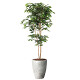 光触媒 人工観葉植物 造花 ナチュラルベンジャミン1.8 (高さ180cm)