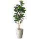 光触媒 人工観葉植物 造花 ナチュラルカシワバゴム1.8 (高さ180cm)