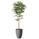 光触媒 人工観葉植物 造花 ナチュラルトネリコ1.8 (高さ180cm)
