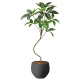 光触媒 人工観葉植物 造花 ナチュラルツピタンサス1.0 (高さ100cm)