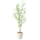 光触媒 人工観葉植物 造花 クロモジ1.6 (高さ160cm)