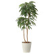 光触媒 人工観葉植物 造花 アムステルラバーキング1.8 (高さ180cm)
