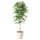 光触媒 人工観葉植物 造花 ケヤキ1.6 (高さ160cm)