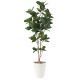 光触媒 人工観葉植物 造花 パンの木1.25 (高さ125cm)