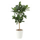 光触媒 人工観葉植物 造花 パンの木90 (高さ90cm)